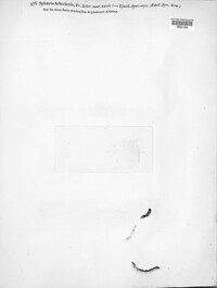 Sphaerella arbuti image